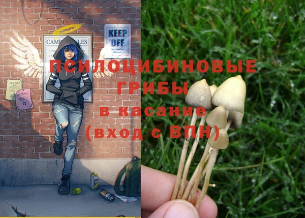 ПСИЛОЦИБИНОВЫЕ ГРИБЫ Вязники
